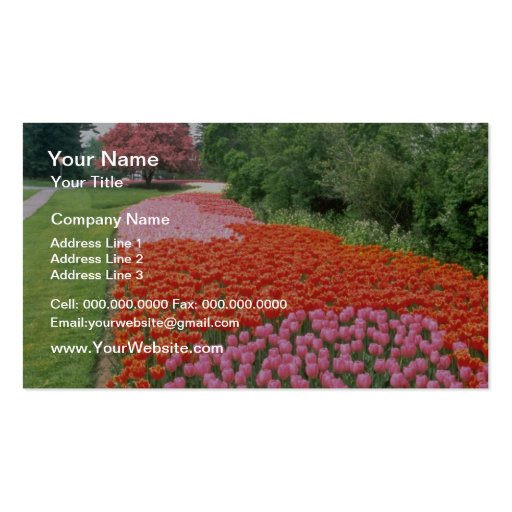Red Canadian Tulip Festival, Experimental Farm, Ot Business Cards