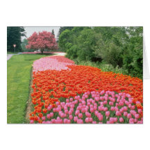 Red Canadian Tulip Festival, Experimental Farm, Ot Greeting Cards