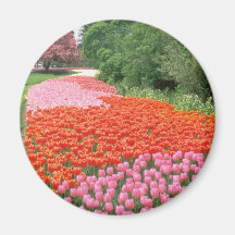Red Canadian Tulip Festival, Experimental Farm, Ot Magnet