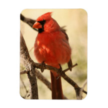 Red Cardinal  Flexible Magnet