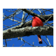 Red Cardinal in a Tree Postcard