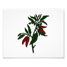Red chilli peppers on dark green plant photo art