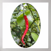 Red Chilli Posters