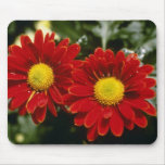 Red Chrysanthemum 'Firepower' (Florist Chrysanthem Mousepads