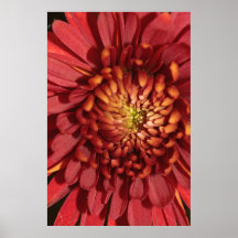 Red Chrysanthemum on Canvas Print