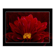Red Chrysanthemum Postcards