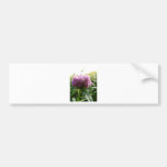 Red Clover Bumper Sticker