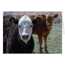 Red Cow, Black & White Cow - Blank Card
