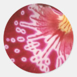 Red Crimson approach flowers Round Sticker