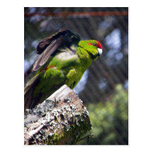 Red-Crowned Parakeet Postcard
