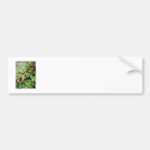 Red Currants on the Plant. Green Leaves. Bumper Sticker