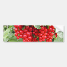Red Currants on the Plant. Green Leaves. Bumper Stickers