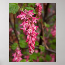Red Current Flower Poster