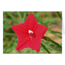 Red Cypress Vine Card