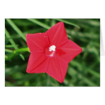Red Cypress Vine Card