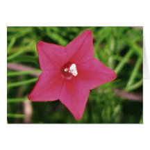 Red Cypress Vine Greeting Card