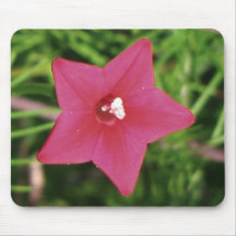 Red Cypress Vine Mouse Pad