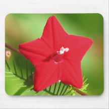 Red Cypress Vine Mouse Pads