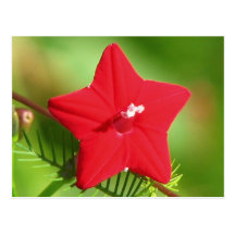 Red Cypress Vine Post Cards