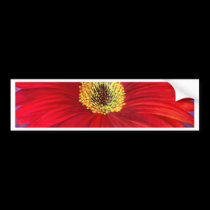 Red Daisy Gerber Flower Painting Art - Multi bumper stickers