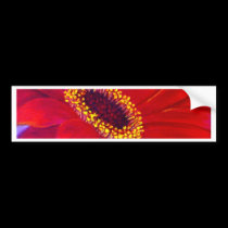 Red Daisy Gerber Flower Painting Art - Multi bumper stickers