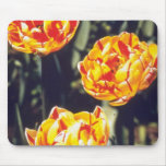 Red Double late tulips, 'Nizza' flowers Mouse Pads
