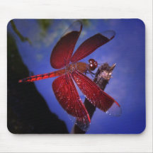 Red Dragonfly Mouse Pads