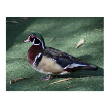 Red eye duck post cards