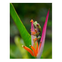 Red-eye tree frog, Costa Rica 2 Postcard