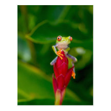 Red-eye tree frog, Costa Rica Postcard