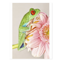 Red Eye Tree Frog Postcard