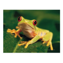 Red eye tree frog postcards