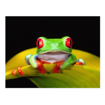 Red Eye Treefrog, Agalychinis callidryas, Native Postcards