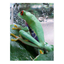 Red- Eyed Tree Frog Post Card
