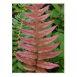 Red Fern Postcard