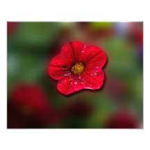Red Flower Blur Photographic Print