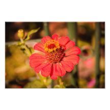 Red flower art photo
