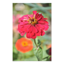 Red flower photo