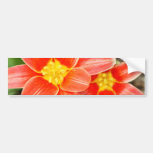 Red Flower with Yellow Centre Bumper Sticker