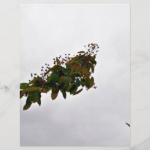 Red flowering plant against the sky flyers