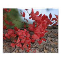 Red flowers on tree photographic print