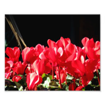 Red Flowers Photo Print