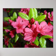 Red Flowers Poster