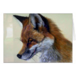 Red Fox (head study) Cards