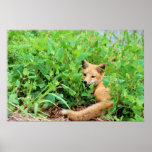 Red Fox Poster