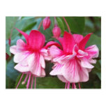 Red Fuchsia blossoms flowers Post Cards