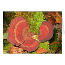 red fungus greeting card