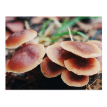 Red Fungus Post Cards