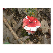 Red Fungus Surprise Post Card