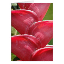 Red Heliconia Detail Cards
